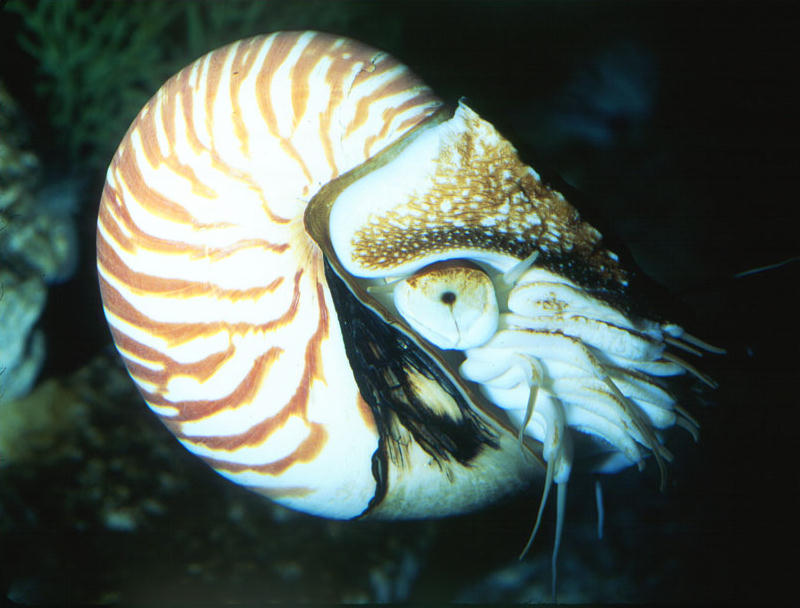 Nautilus pompilius